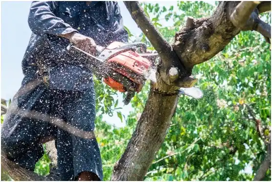 tree services Lawrence